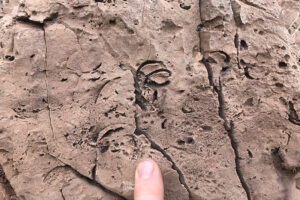 Pointing at fossils in a rock.